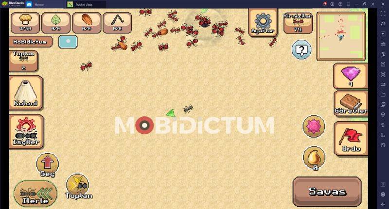 Pocket Ants Kırmızı karıncalar